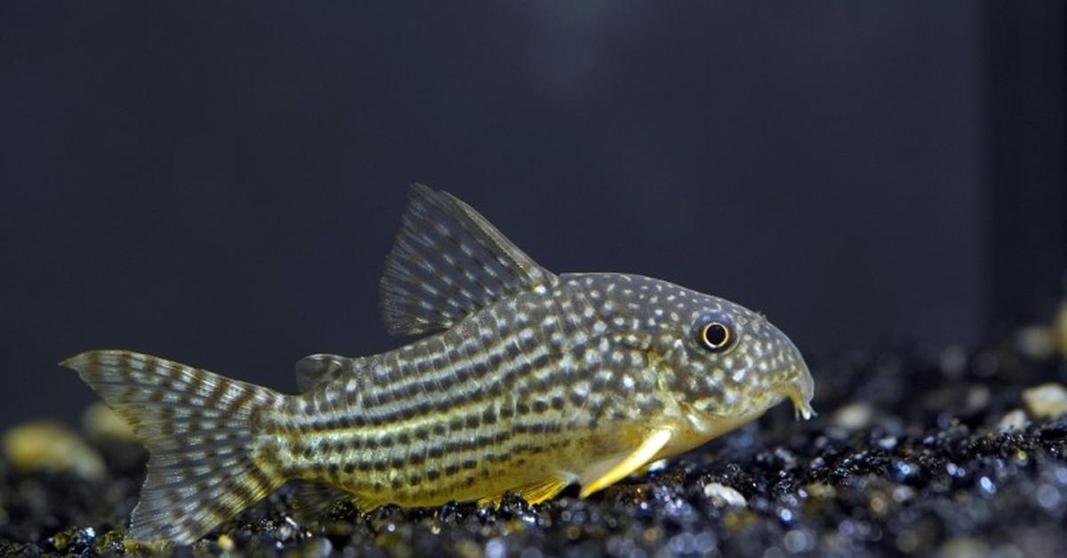 Picture of Oyster Toadfish, known in Indonesia as Ikan Tikus Kerang.