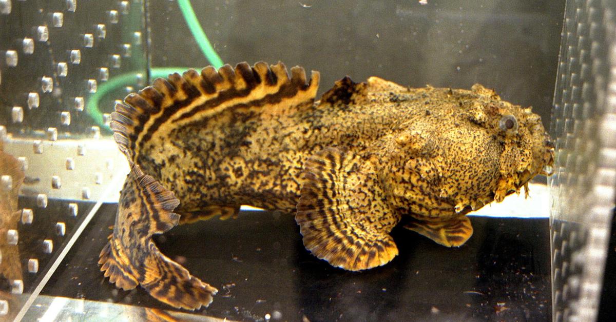 Elegant portrayal of the Oyster Toadfish, also known as Opsanus tau.