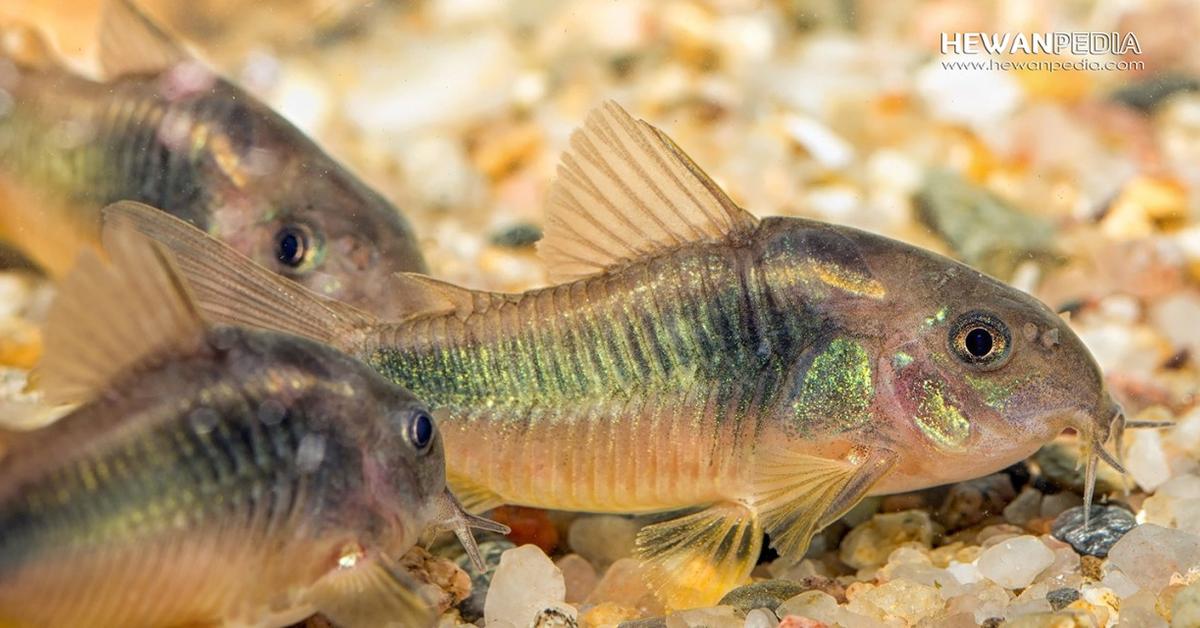 Image showcasing the Oyster Toadfish, known in Indonesia as Ikan Tikus Kerang.