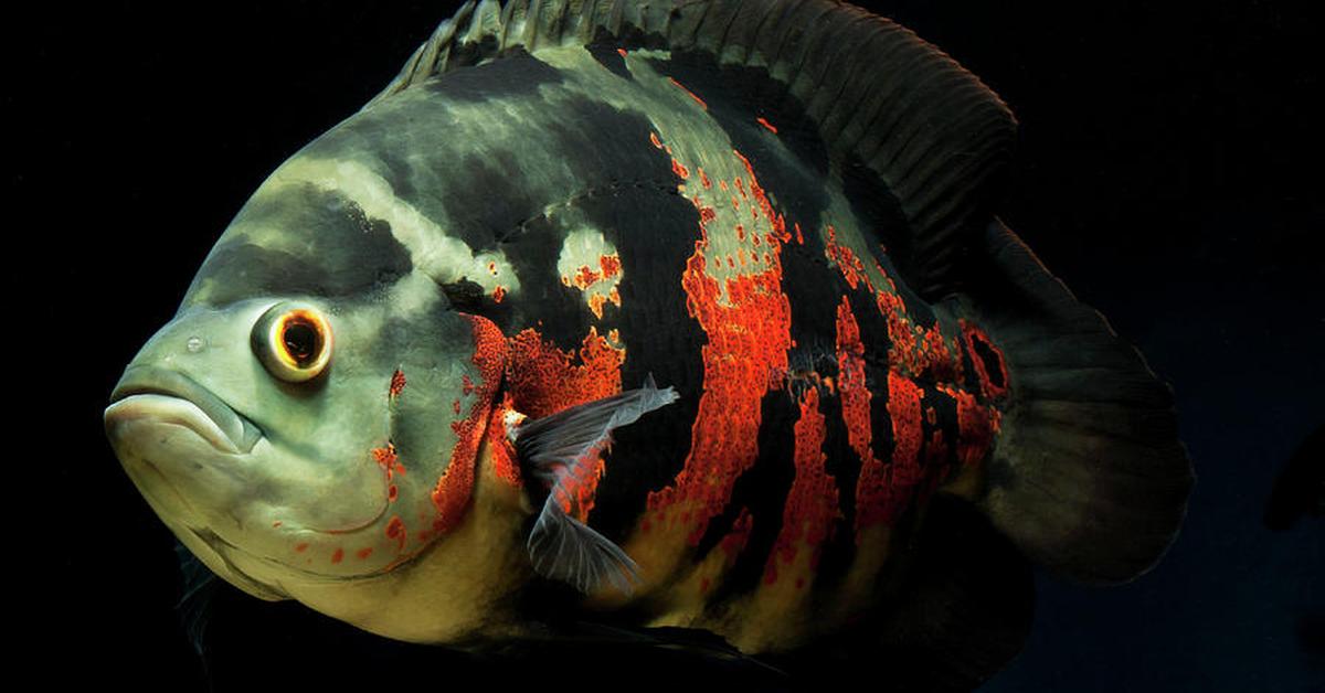 The majestic Oscar Fish, also called Ikan Oscar in Indonesia, in its glory.