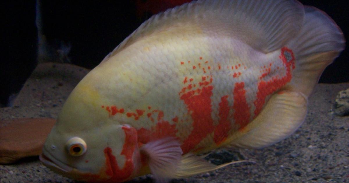 The remarkable Oscar Fish (Astronotus ocellatus), a sight to behold.