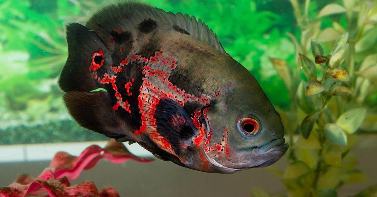 Captured beauty of the Oscar Fish, or Astronotus ocellatus in the scientific world.