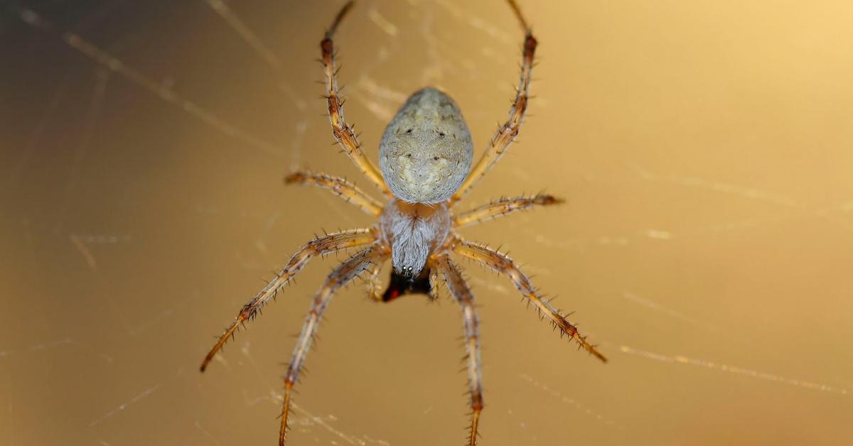 Close-up view of the Orb Weaver, known as Penenun Orb in Indonesian.