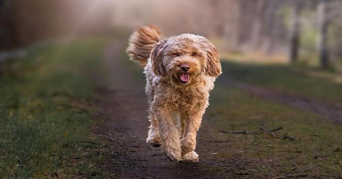 A beautiful representation of the Otterhound, scientifically Canis lupus.