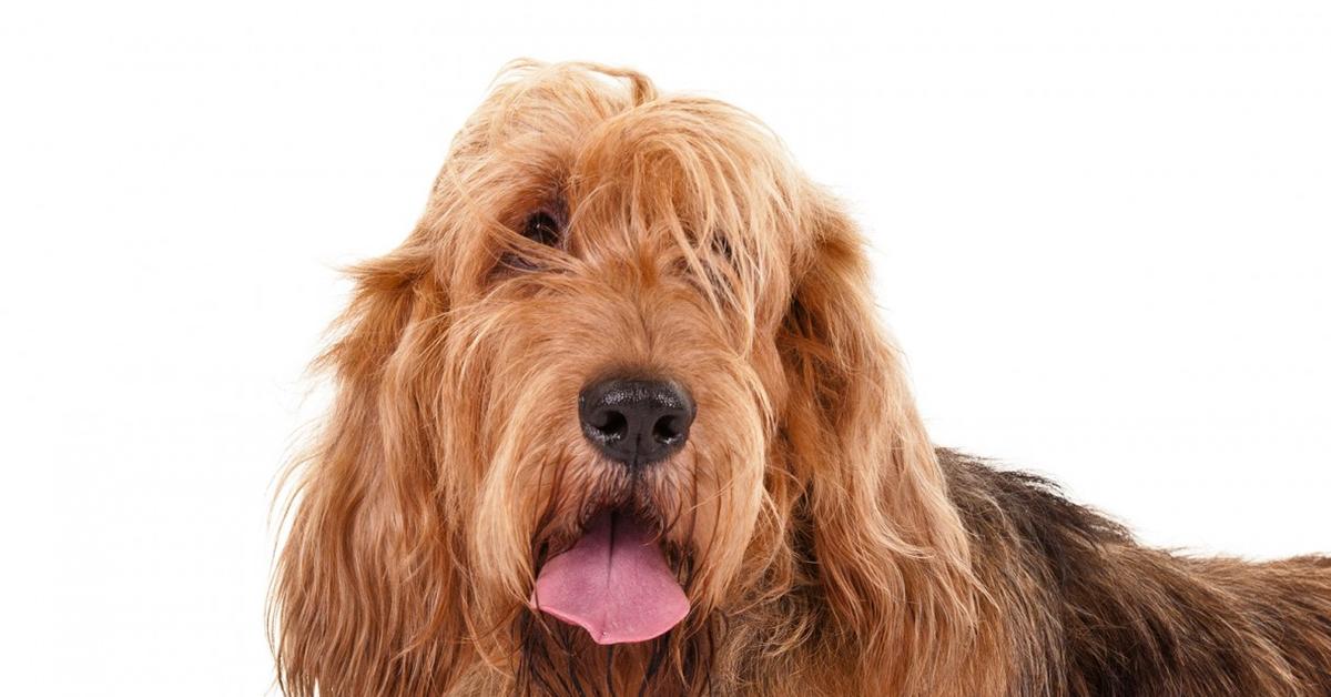 Close-up view of the Otterhound, known as Anjing Otterhound in Indonesian.