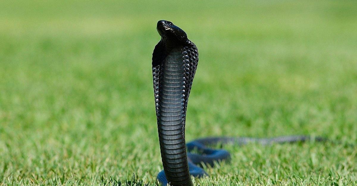 Captured moment of the Ornate Black-Tailed Rattlesnake, in Indonesia known as Ular Berbuntut Hitam Berhias.