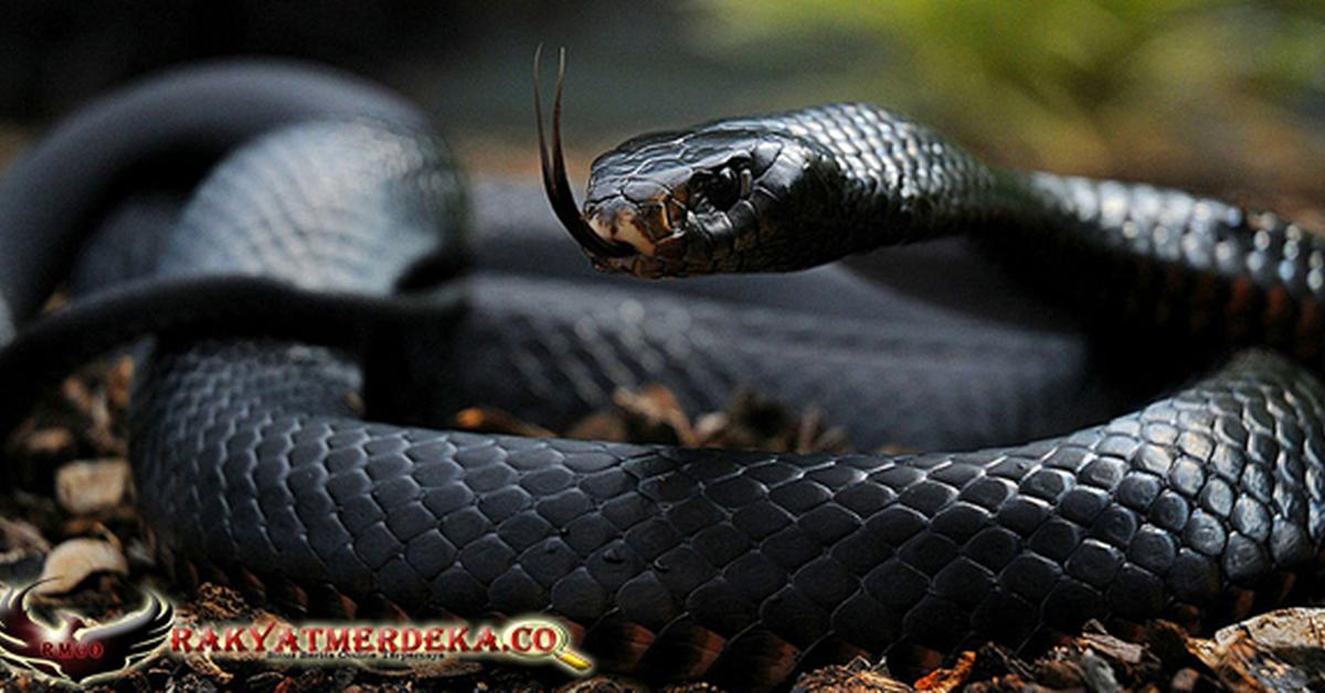 Elegant portrayal of the Ornate Black-Tailed Rattlesnake, also known as ornatus.