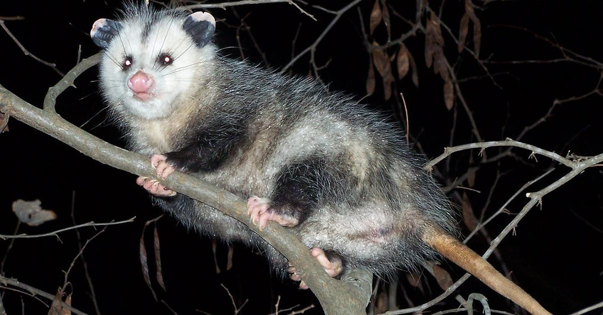 Graceful Opossum, a creature with the scientific name Didelphis Virginiana.