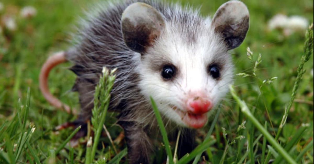 A beautiful representation of the Opossum, scientifically Didelphis Virginiana.