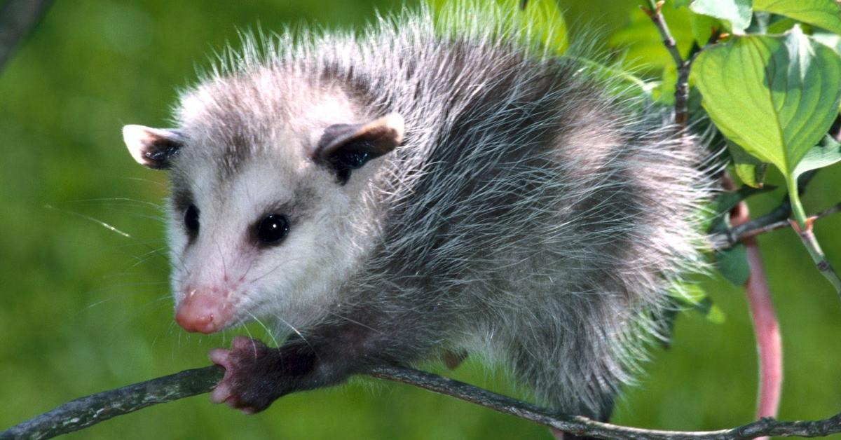 Unique portrayal of the Opossum, also called Oposum in Bahasa Indonesia.