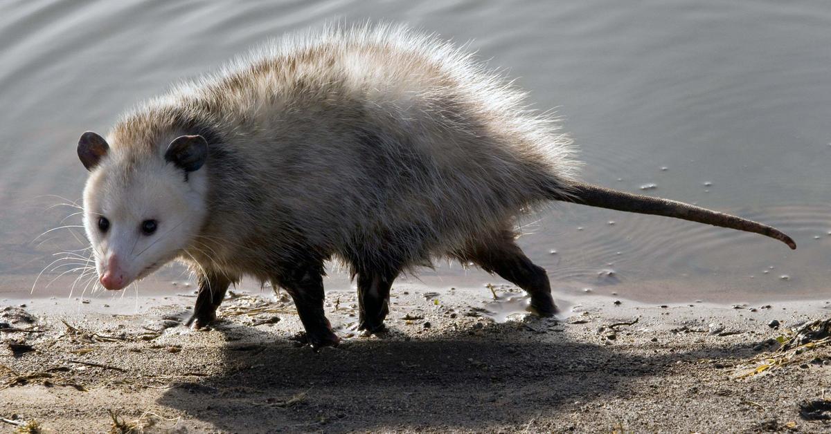 Insightful look at the Opossum, known to Indonesians as Oposum.