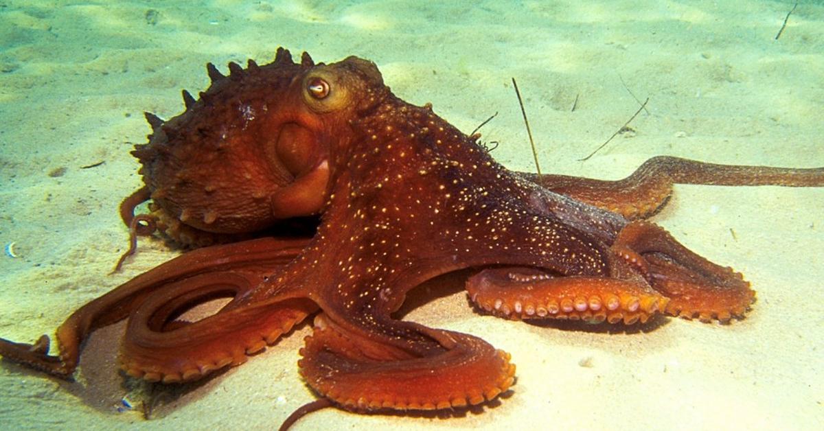 Visual of Octopus, or Gurita in Indonesian, showcasing its beauty.