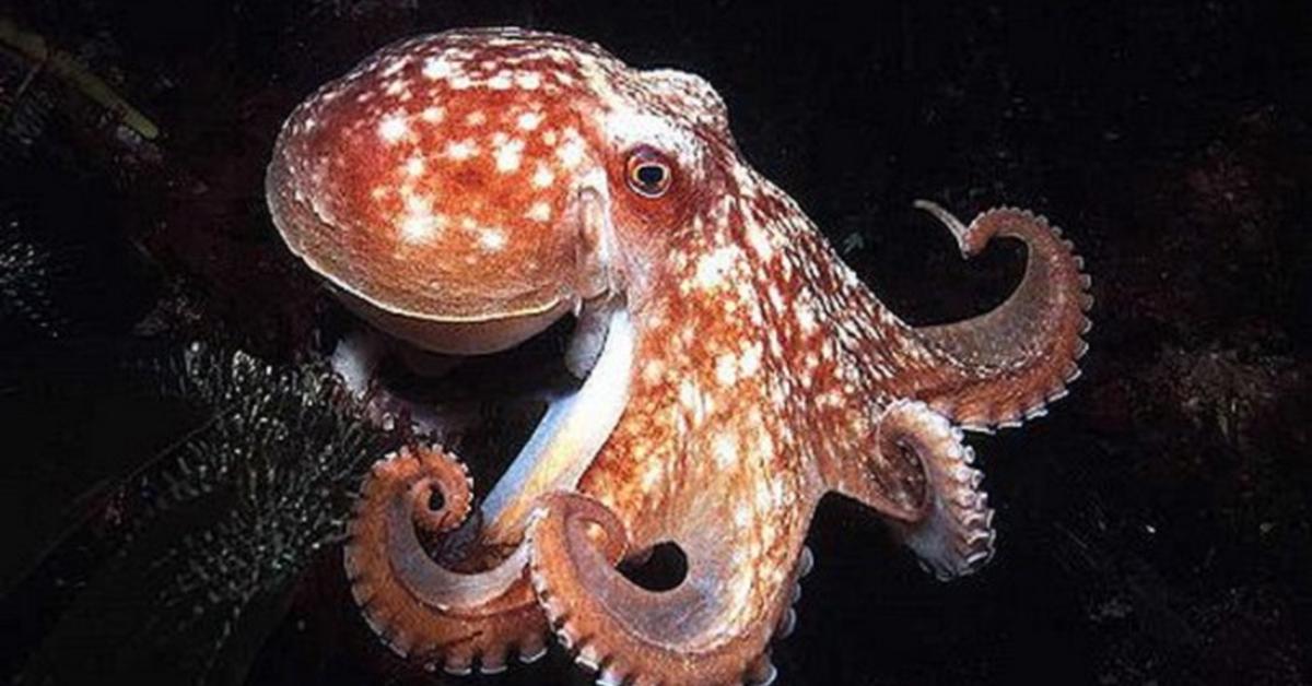 Exquisite image of Octopus, in Indonesia known as Gurita.