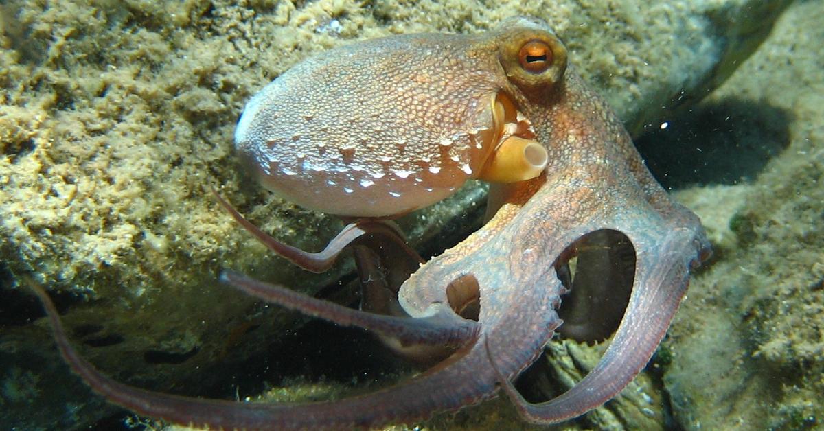 Photogenic Octopus, scientifically referred to as Octopus Vulgaris.