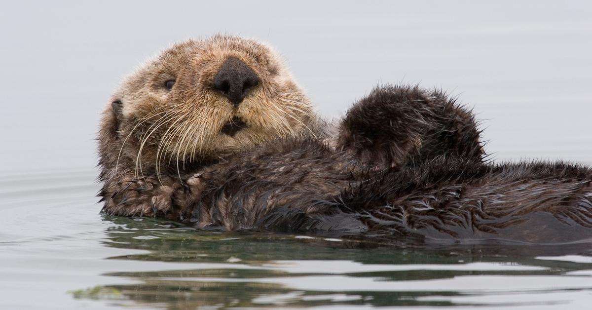 Visual representation of the Otter, recognized in Indonesia as Berang-berang.