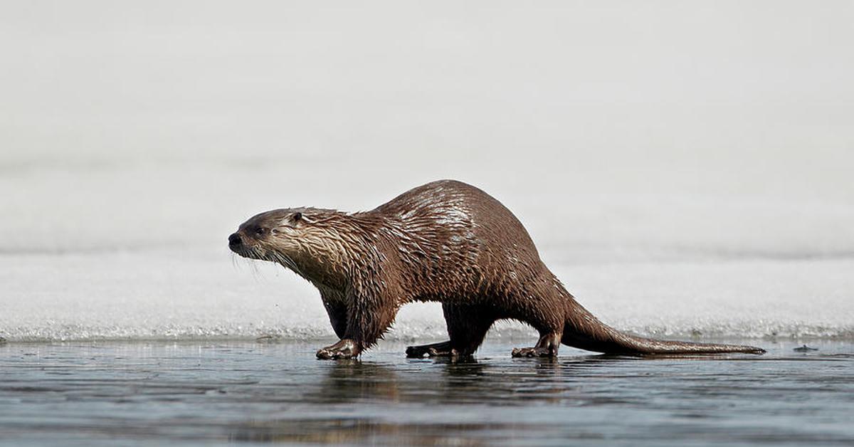 Engaging shot of the Otter, recognized in Indonesia as Berang-berang.