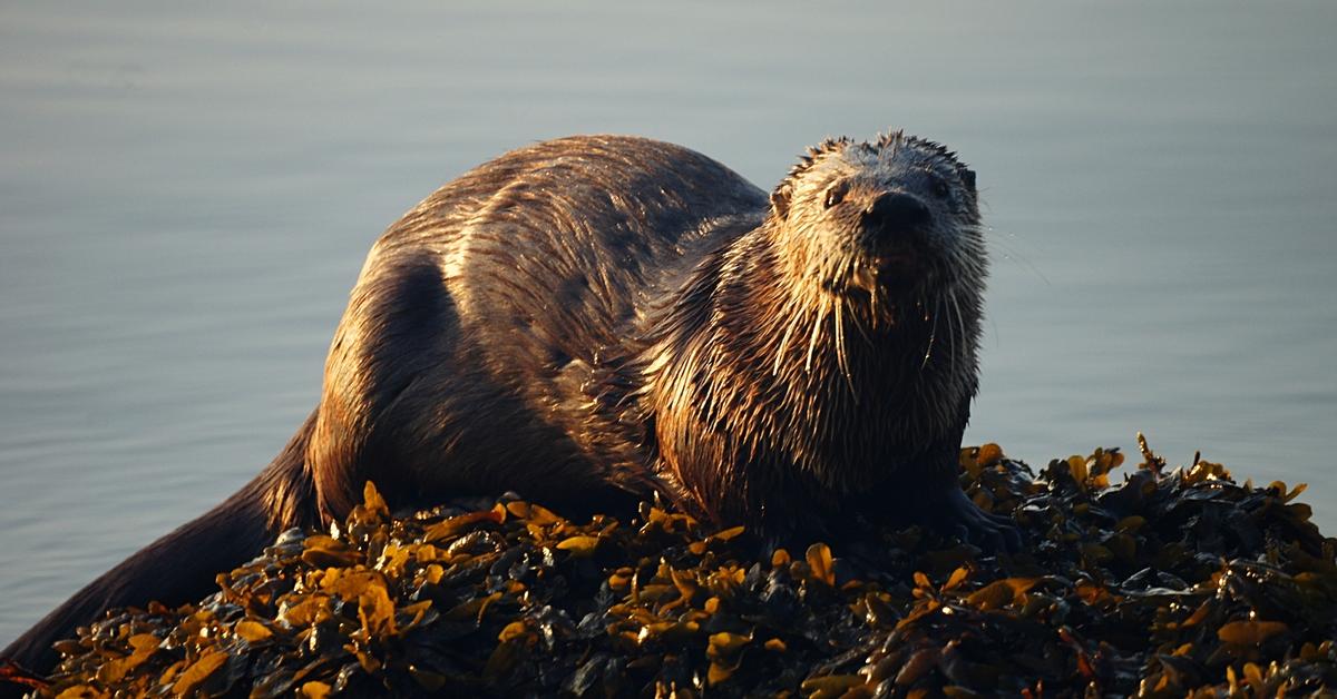 Engaging shot of the Otter, recognized in Indonesia as Berang-berang.