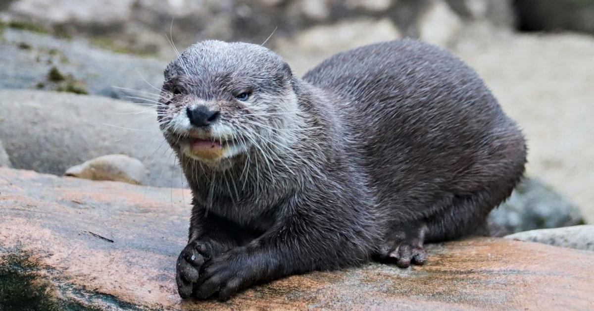 The remarkable Otter (Lutra Canadensis), a sight to behold.