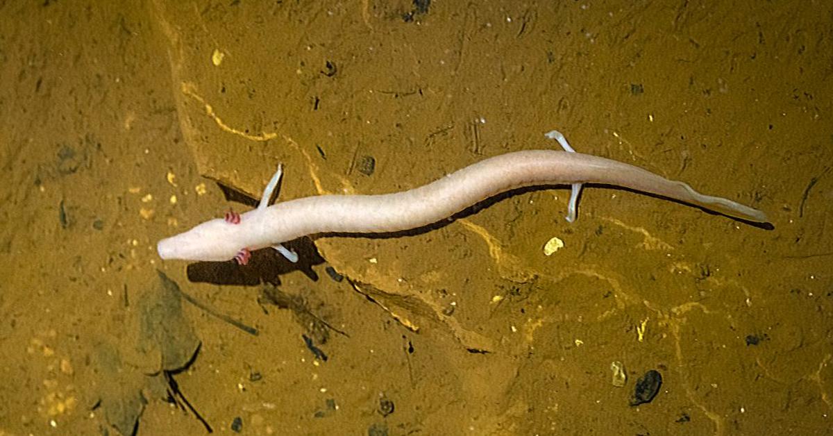 Captivating view of the Olm, known in Bahasa Indonesia as Salamander Gua.