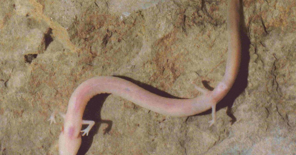 Glimpse of the Olm, known in the scientific community as Proteus anguinus.