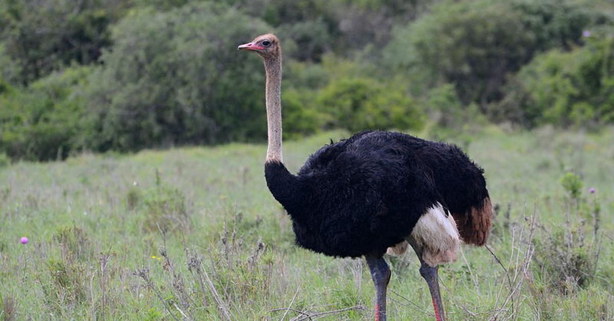 The Ostrich in its natural beauty, locally called Burung Unta.