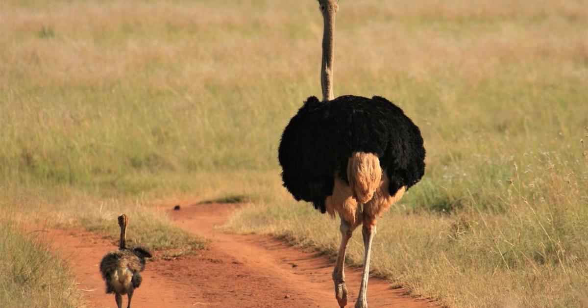 Stunning image of the Ostrich (Struthio camelus), a wonder in the animal kingdom.