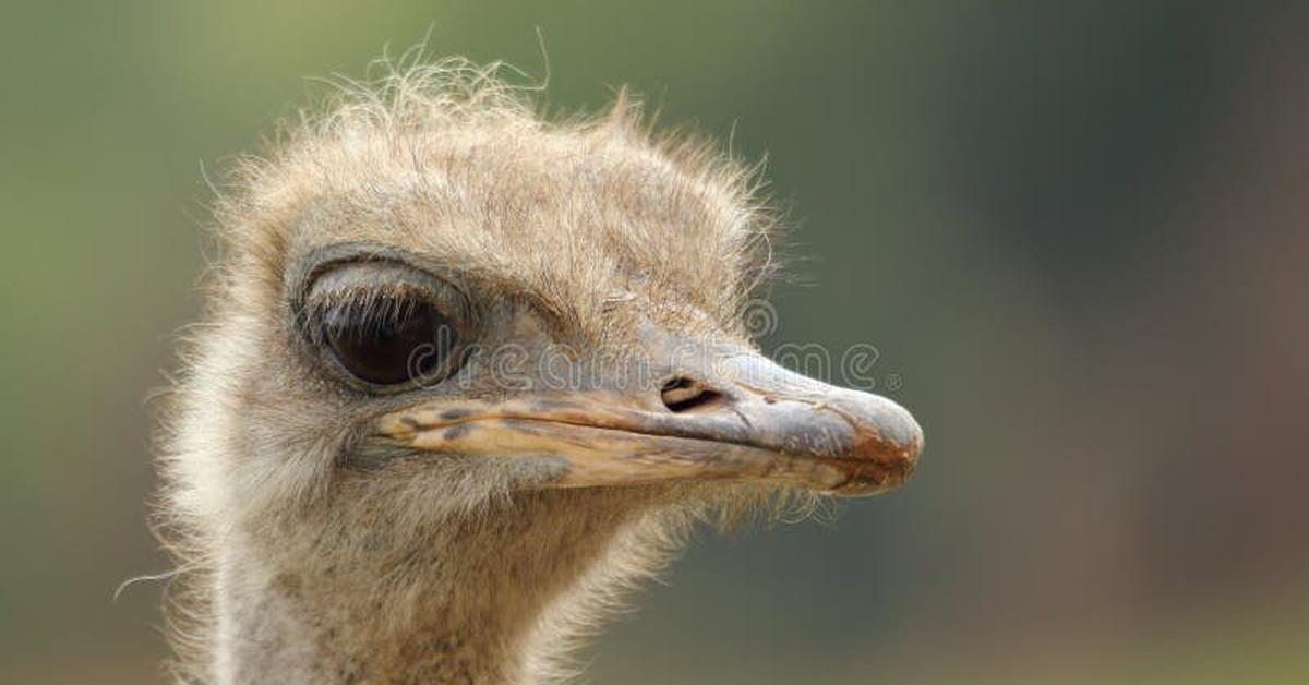 Captured beauty of the Ostrich, or Struthio camelus in the scientific world.