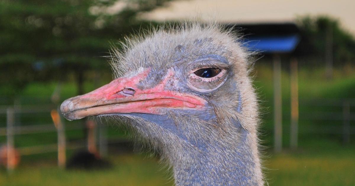 Exquisite image of Ostrich, in Indonesia known as Burung Unta.