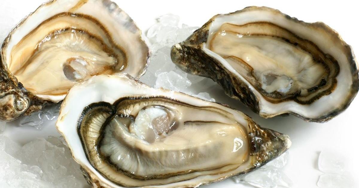 Portrait of a Oyster, a creature known scientifically as Ostreidae.