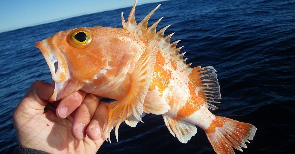 Splendid image of the Ocean Perch, with the scientific name Sebastes alutus.