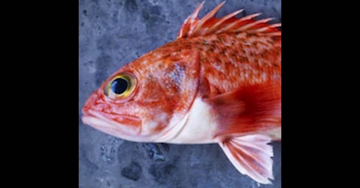 Elegant portrayal of the Ocean Perch, also known as Sebastes alutus.