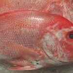 Captivating shot of the Ocean Perch, or Ikan Laut Merah in Bahasa Indonesia.