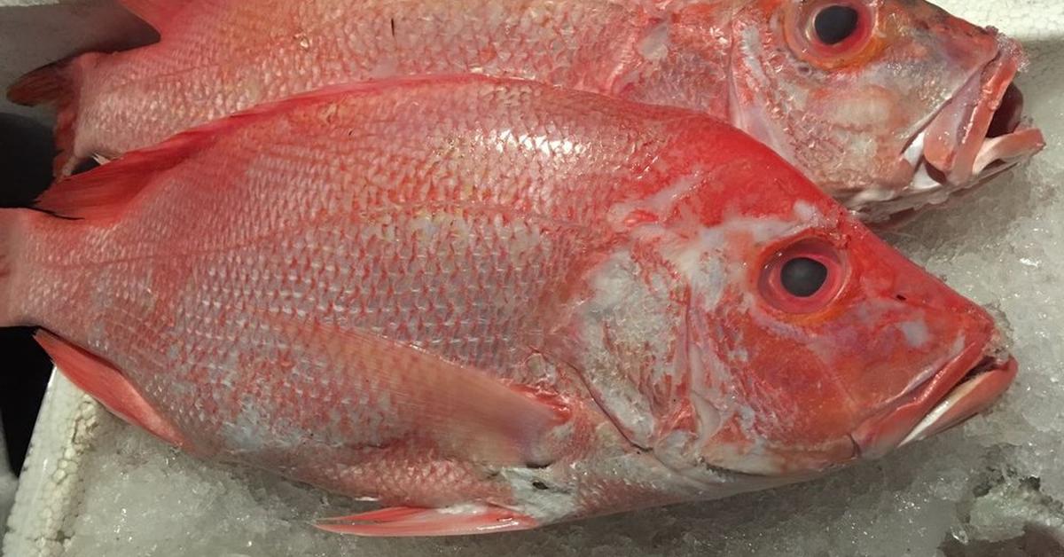 Captivating shot of the Ocean Perch, or Ikan Laut Merah in Bahasa Indonesia.