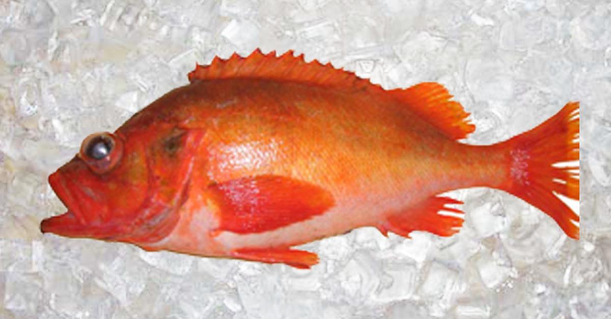 Natural elegance of the Ocean Perch, scientifically termed Sebastes alutus.