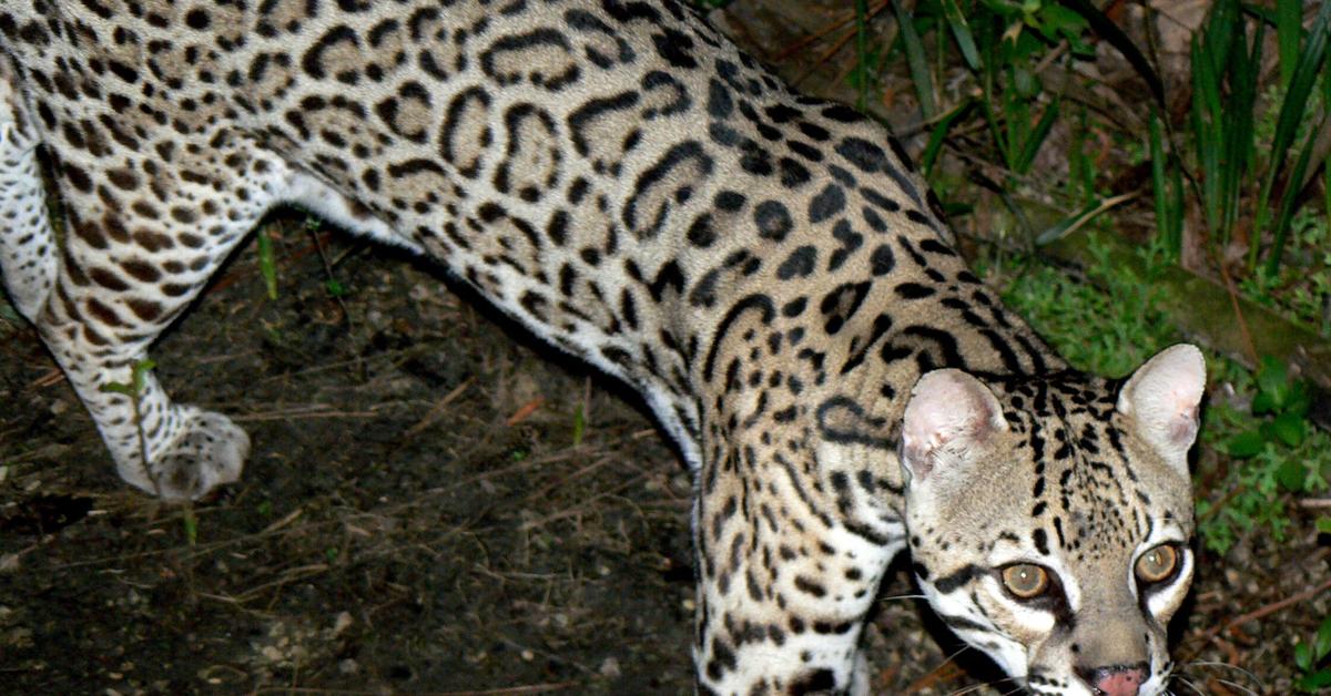 Dynamic image of the Ocelot, popularly known in Indonesia as Ocelot.