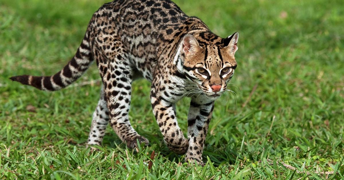 Exquisite image of Ocelot, in Indonesia known as Ocelot.