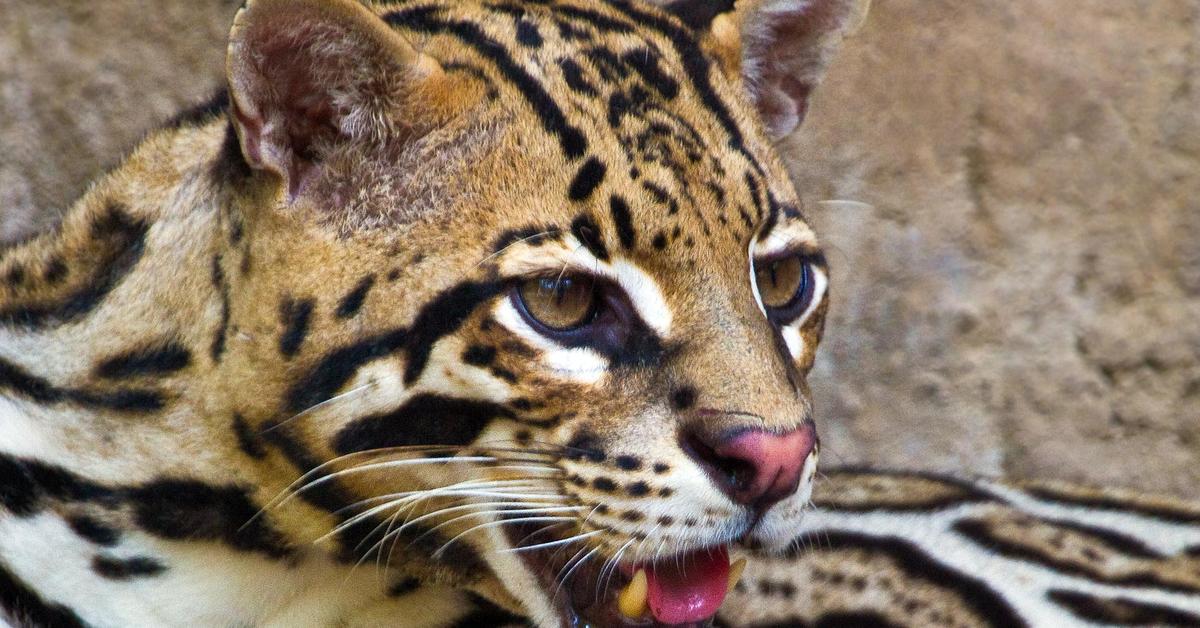 Visual of Ocelot, or Ocelot in Indonesian, showcasing its beauty.