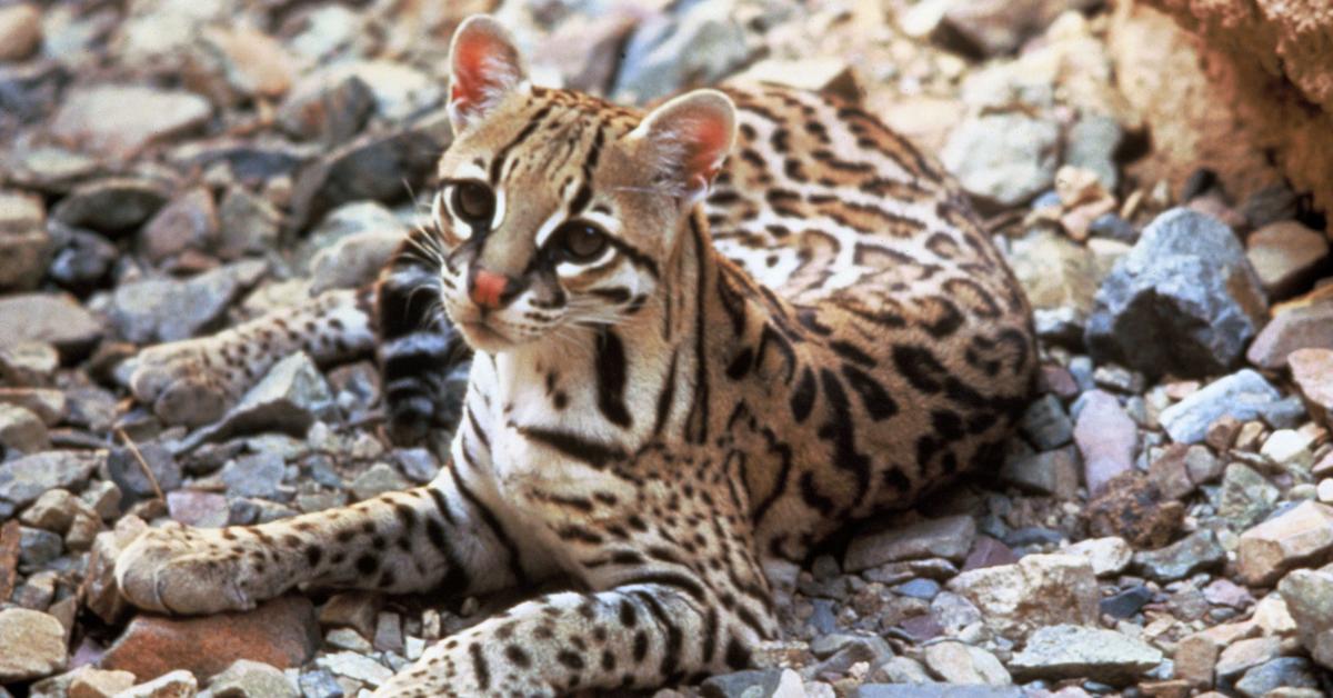 Charming view of the Ocelot, in Indonesia referred to as Ocelot.