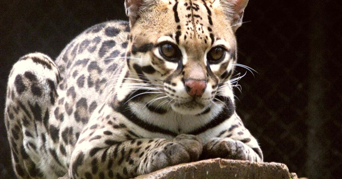 Elegant portrayal of the Ocelot, also known as Leopardus pardalis.