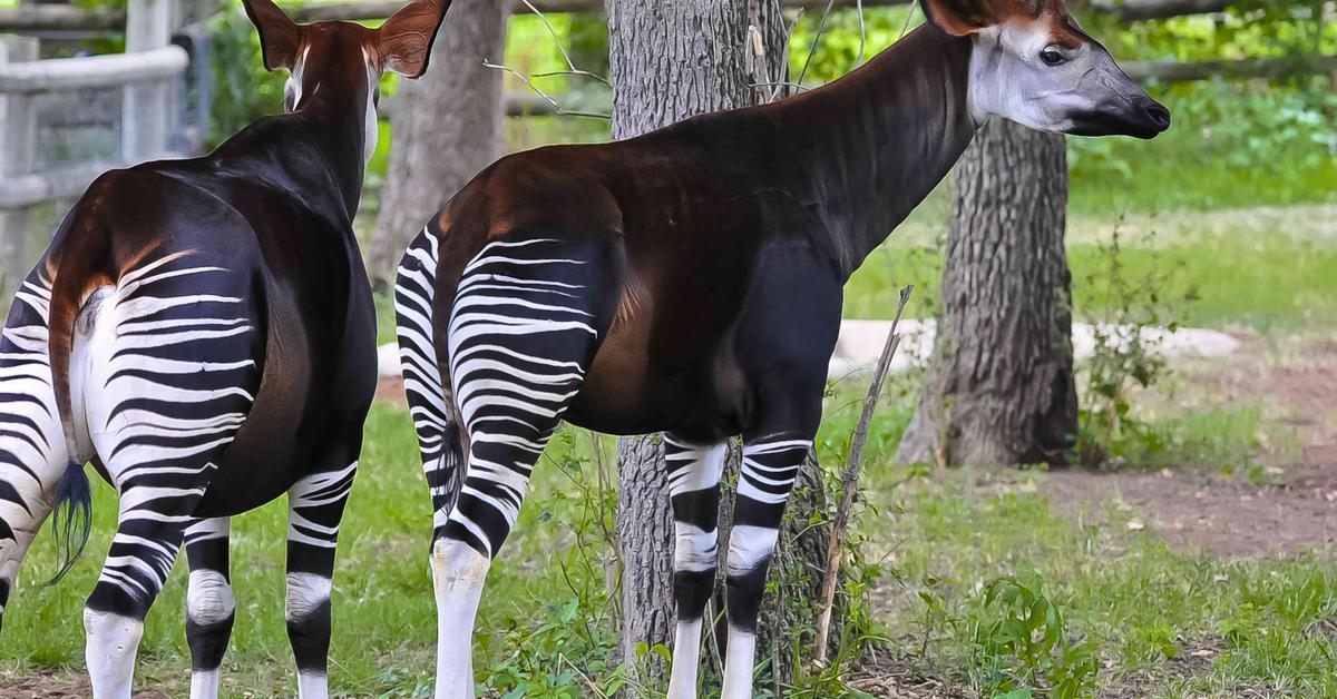 Picture of Okapi, known in Indonesia as Okapi.