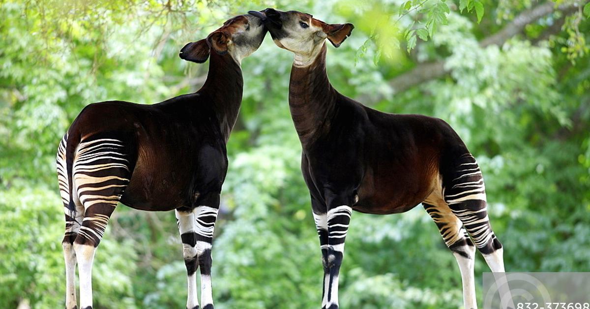 Image showcasing the Okapi, known in Indonesia as Okapi.