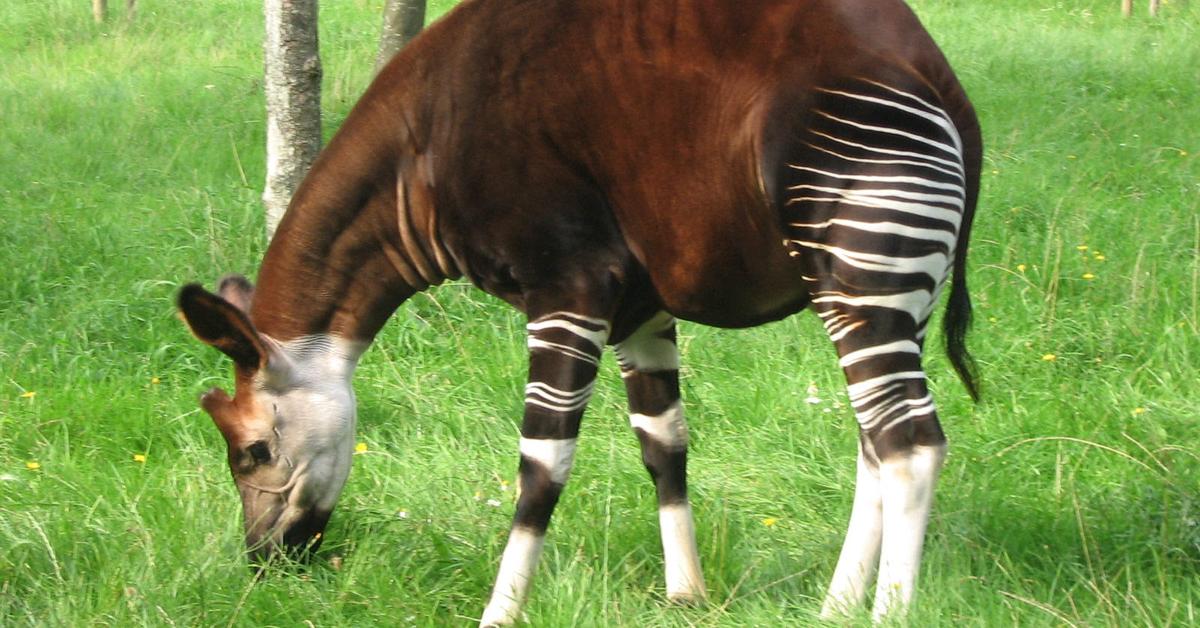 Engaging shot of the Okapi, recognized in Indonesia as Okapi.