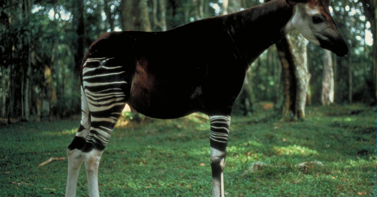 A look at the Okapi, also recognized as Okapi in Indonesian culture.