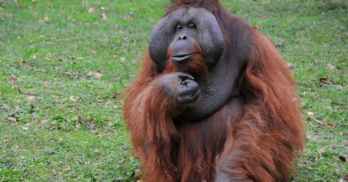 Enchanting Orangutan, a species scientifically known as Pongo pygmaeus.