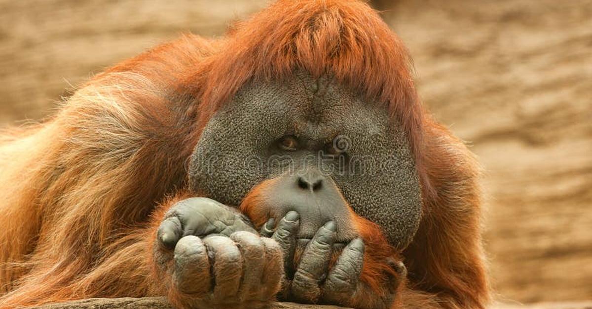 Captivating view of the Orangutan, known in Bahasa Indonesia as Orangutan.