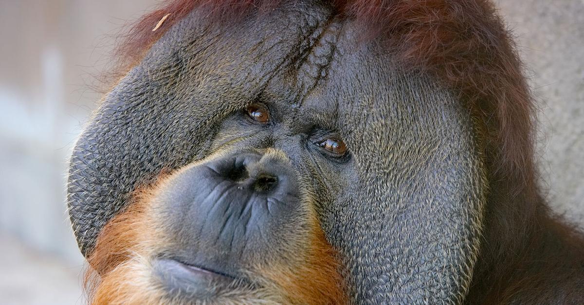 Engaging shot of the Orangutan, recognized in Indonesia as Orangutan.