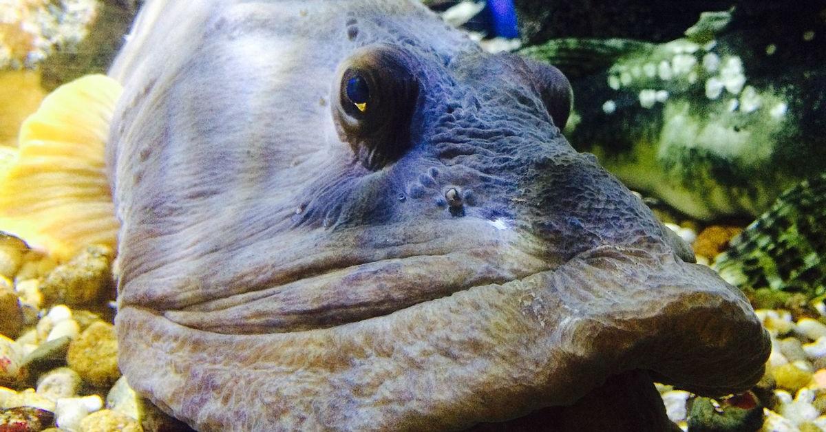 Glimpse of the Ocean Pout, known in the scientific community as Zoarces americanus.