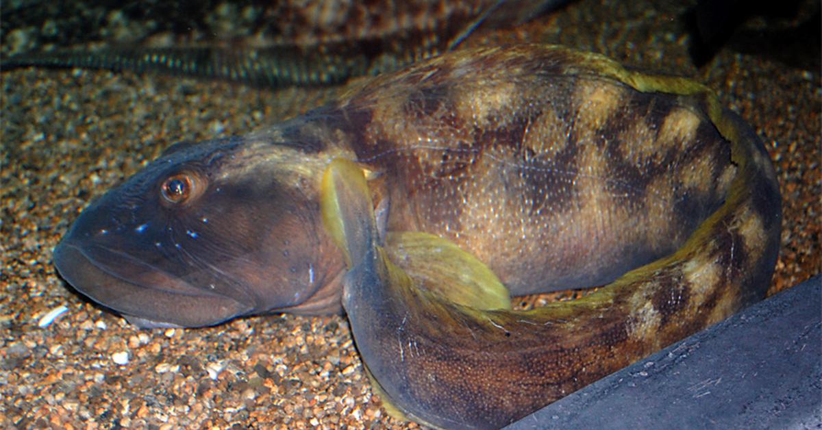 The alluring Ocean Pout, commonly referred to as Ikan Laut Pout in Bahasa Indonesia.