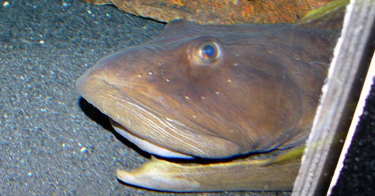 Elegant Ocean Pout in its natural habitat, called Ikan Laut Pout in Indonesia.