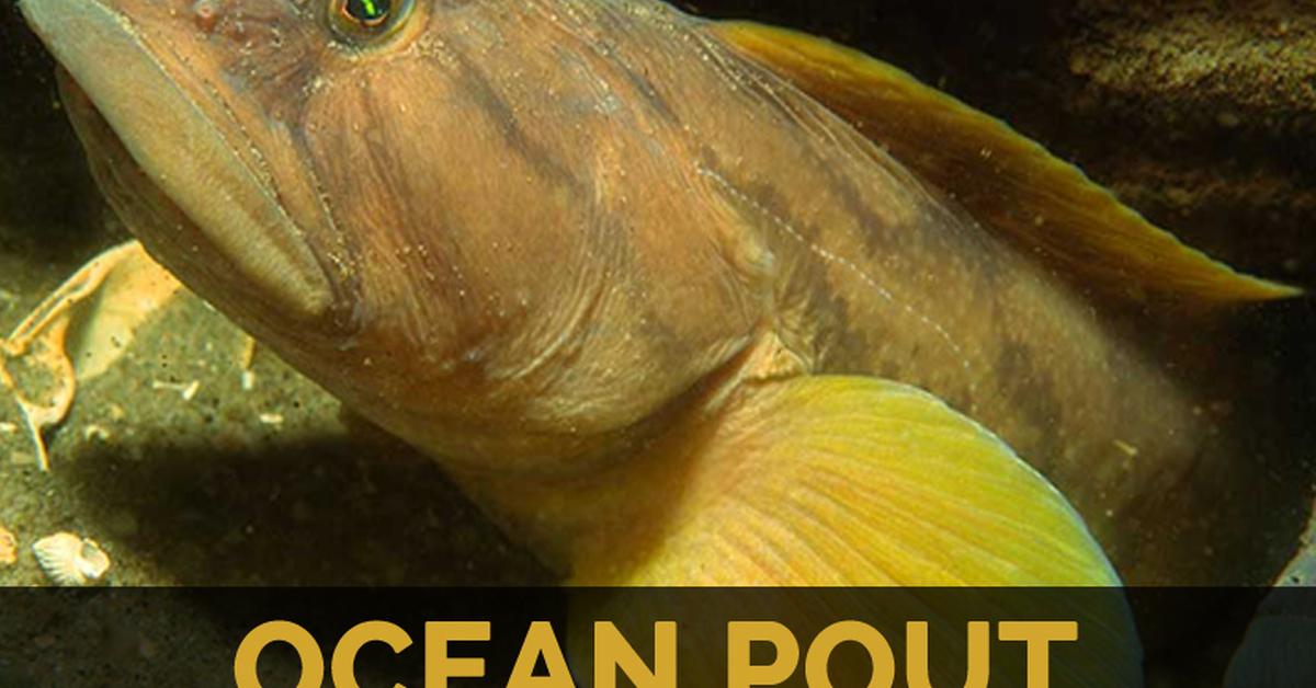 Striking appearance of the Ocean Pout, known in scientific circles as Zoarces americanus.